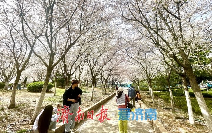 滨湖广场樱花盛放，成春日热门打卡点