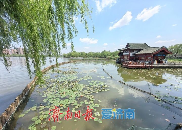 一年四季 泉在济南｜“双色莲”现身济南大明湖，游客直呼“好运莲莲”