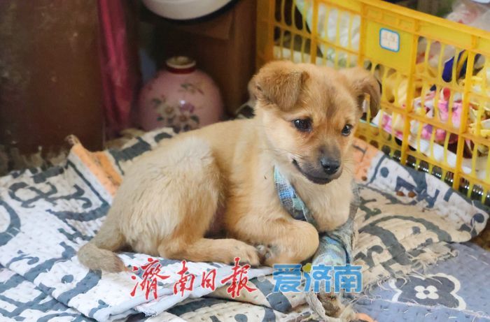 探访济南最大流浪动物基地 3000只“毛孩子”如何过冬