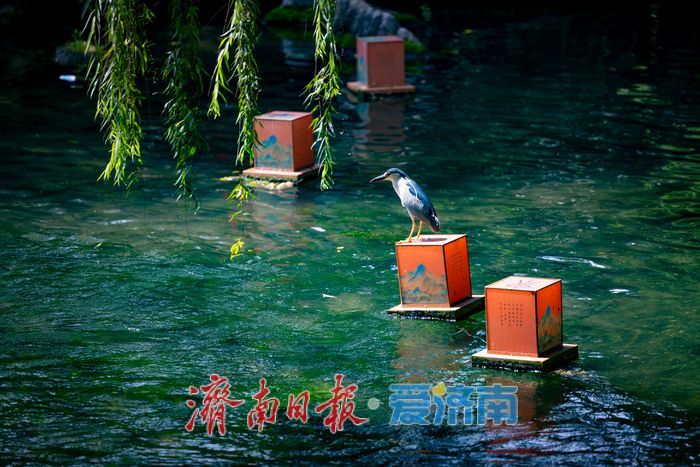 夜鹭栖灯泉畔栖居 趵突泉生态画卷尽显生机