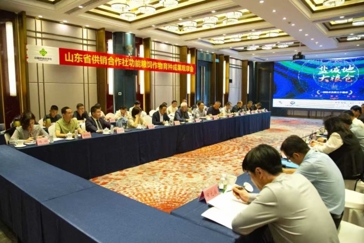 “金豆子”“铁秆玉米”扎根齐鲁！山东育种创新筑牢粮食安全“双防线”