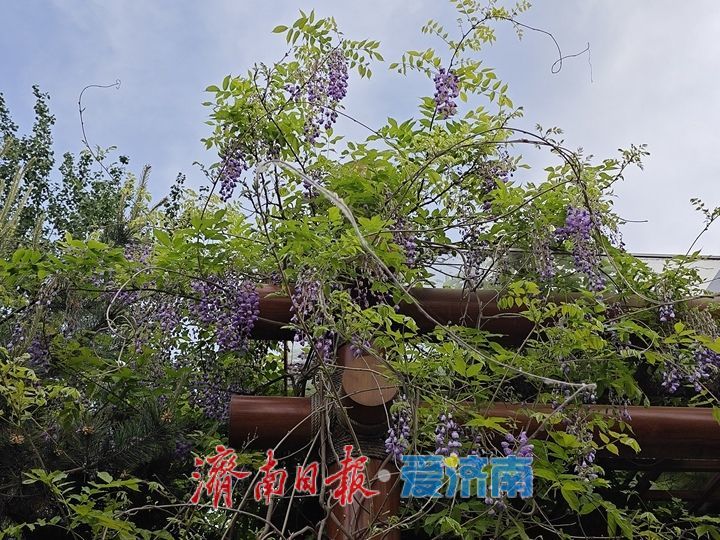 一年四季 泉在济南丨春日黄河岸繁花盛放 百里黄河风景区迎来游玩热潮