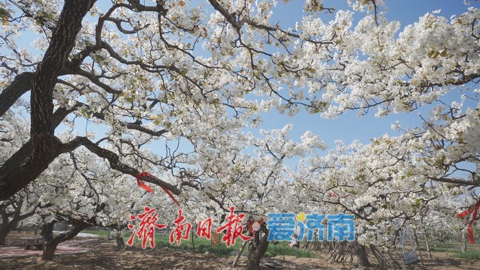 “春风漫梨园，花开似雪来” 在商河赴一场百年梨花之约！