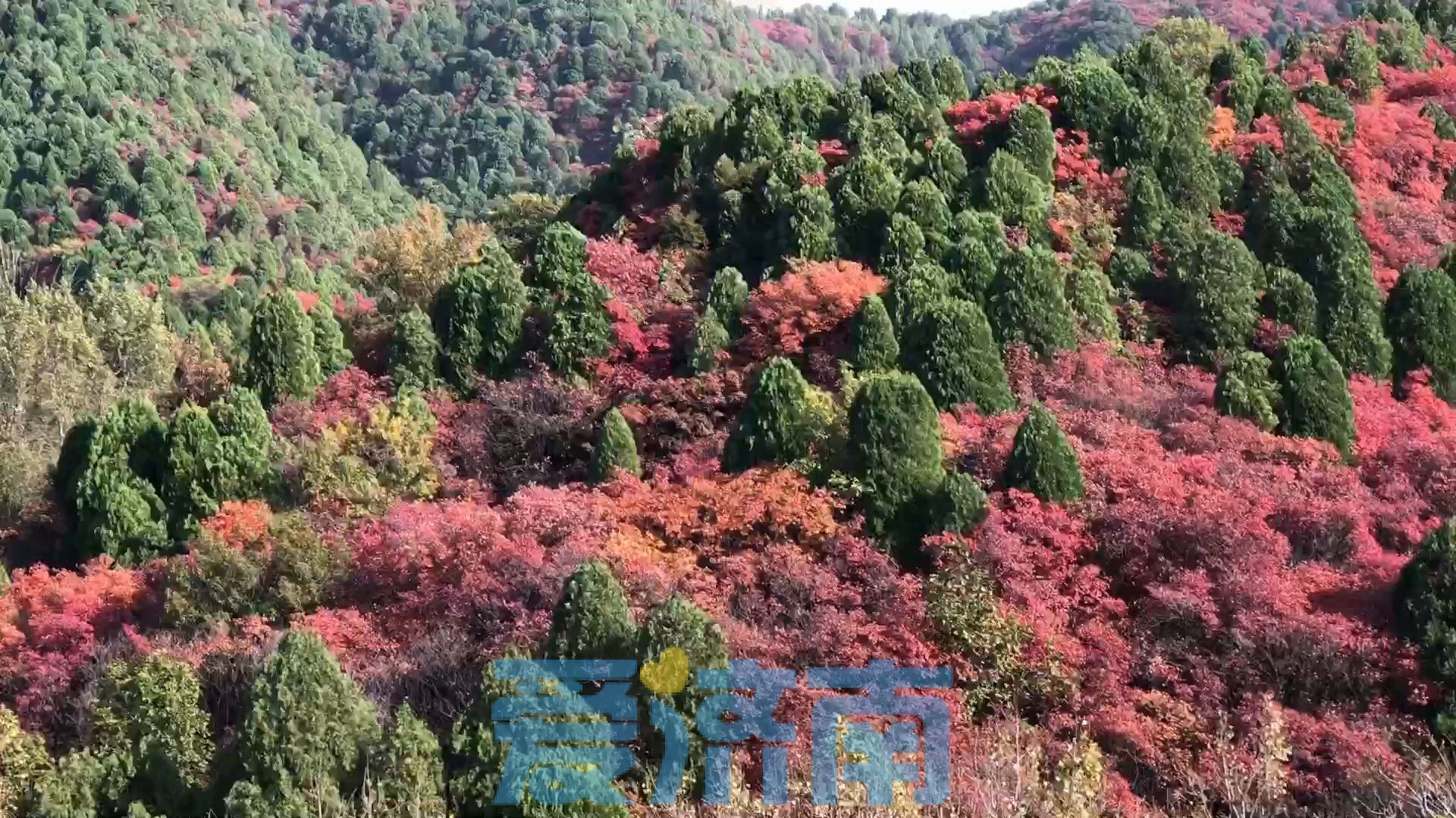 济南红叶预报：今年偏早，10月进入最佳观赏期