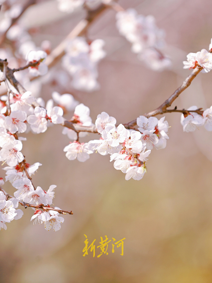 登千佛山能邂逅哪些“花海”？记者为您提前“探路”