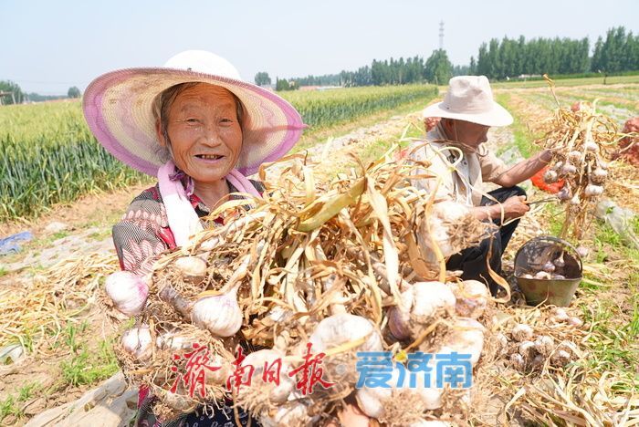 莱芜方下街道：蒜香四溢丰收忙 “蒜盘” 奏响致富曲