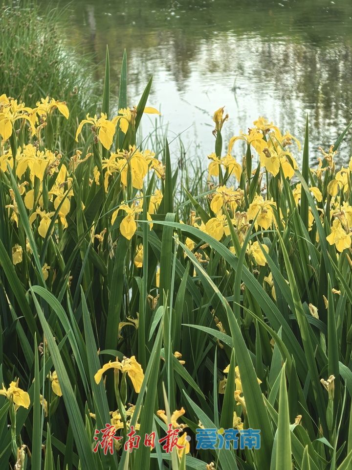 立夏时节 济南腊山河变身“莫奈花园” 
