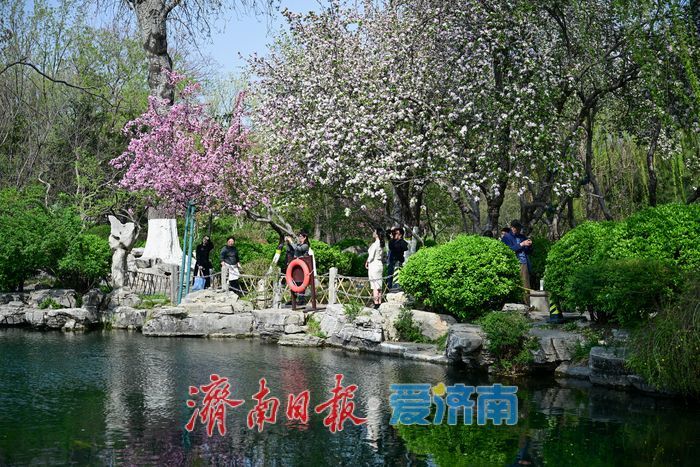 济南五龙潭樱花节迎盛花期 泉畔花海成春日顶流打卡地