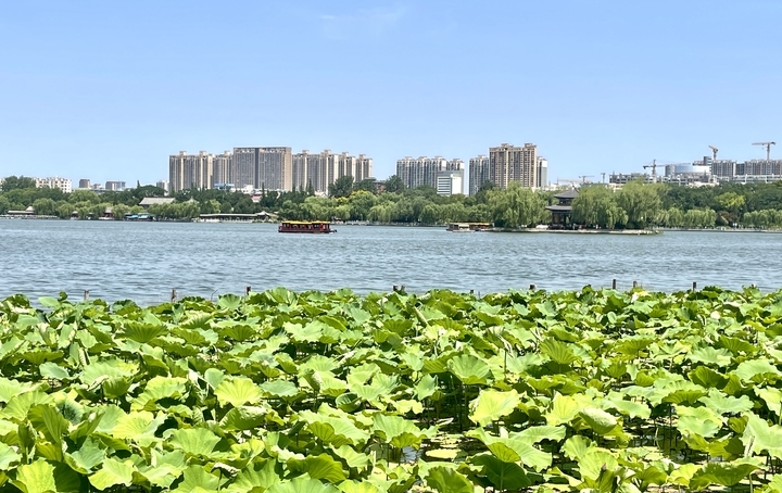 济南：绿柳迎风 红荷出水