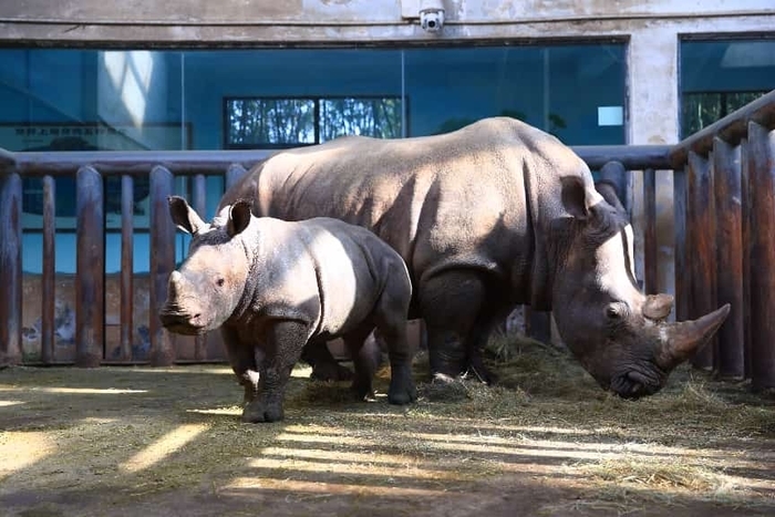 在野生动物世界里，不仅仅是植树