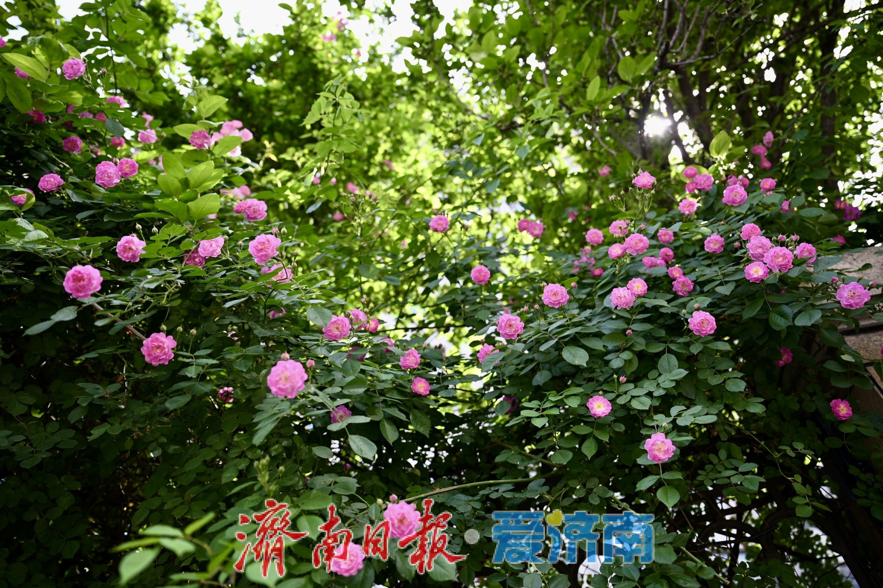 一年四季 泉在济南丨红蔷薇绽放经四路 泉城街头春意浓