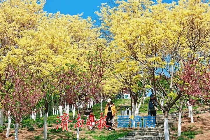 金枝映翠 古韵添彩 卧牛山地质公园金枝国槐绘就春日生态画卷