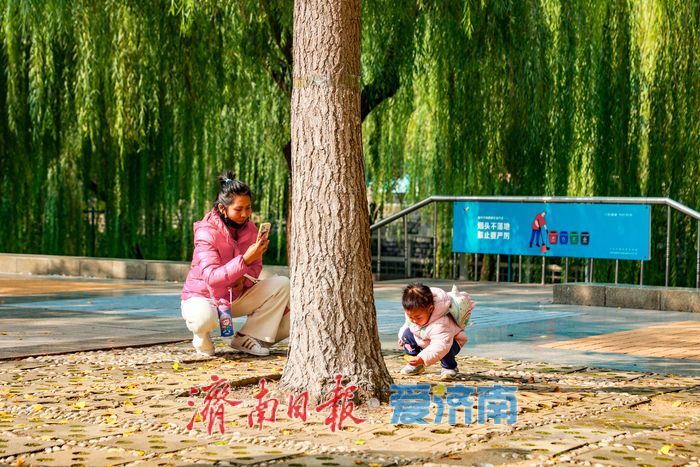 一年四季 泉在济南丨金叶翩跹映泉城，广场银杏醉游人