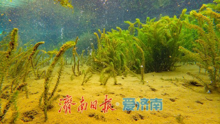 一年四季 泉在济南丨直击五龙潭水下秘境！泉眼“开锅”涌珠 胖鲤嬉戏“水底森林”