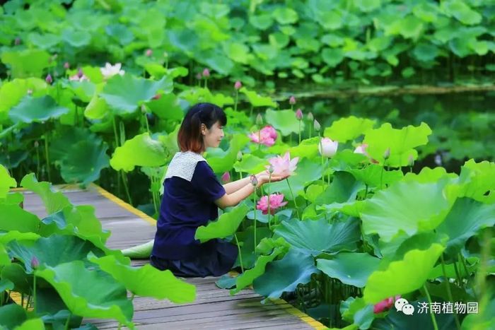 赏荷纳凉正当时！跟着赏荷地图走起
