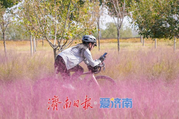 济南黄河北岸粉黛乱子草盛放 生态廊道铺展浪漫“粉色花海”