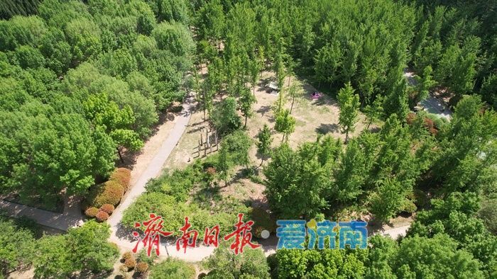 济南森林公园绿意浓，暮春时节展生机