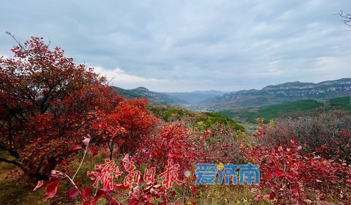 一年四季 泉在济南丨红叶盛放，群山环抱引客打卡