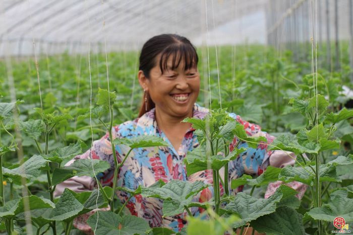 曲堤黄瓜品牌价值14.91亿元 济南农业品牌强市战略成效显著