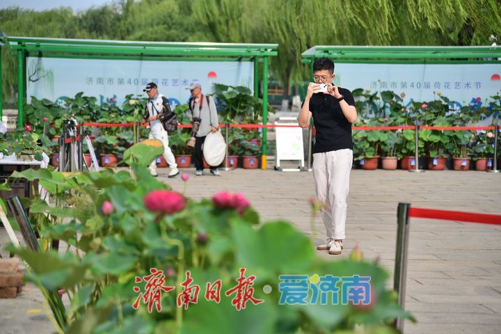 湖光悦色·荷映泉城！济南市第40届荷花艺术节7月3日灿烂启幕