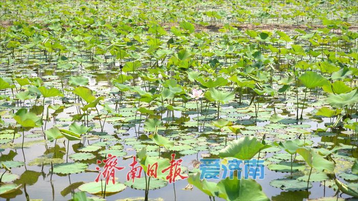 曾搭卫星游太空 今朝安家黄河边 遥墙街道千亩“水果莲”下月采收