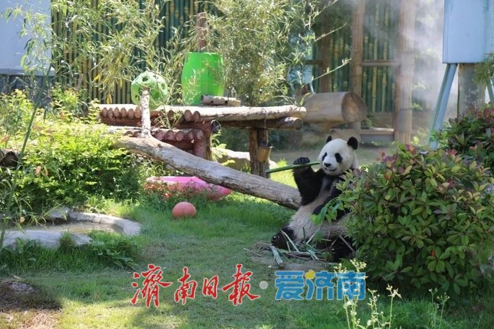 “五一”假期，济南动物园国宝享“丰”趣！