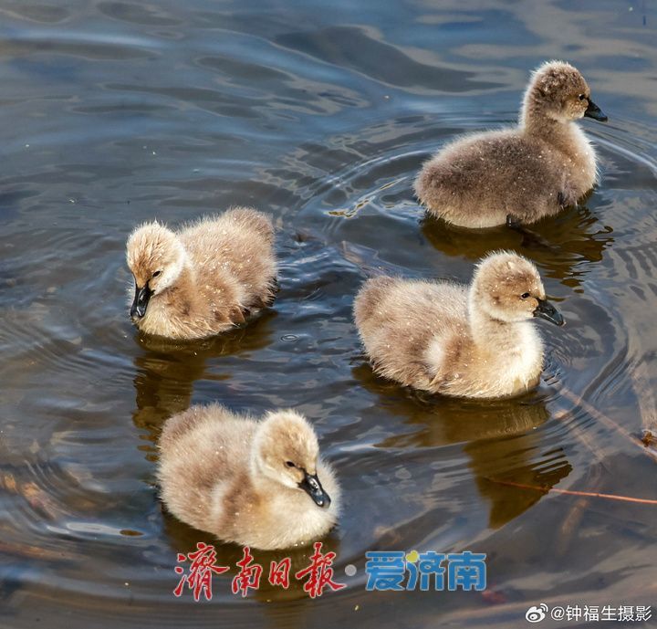 大明湖首次迎来自然孵化“黑天鹅宝宝”