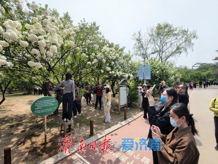 泉城公园琼花、木本绣球迎来盛花期