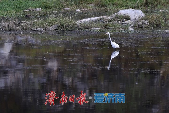 玉符河畔秋意浓 白鹭翩飞绘生态画卷
