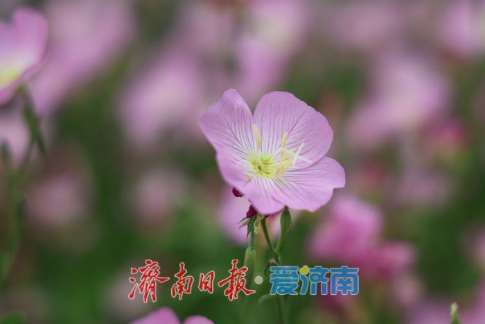 一年四季 泉在济南丨济南CBD宝藏打卡地！粉金花带闯入初夏