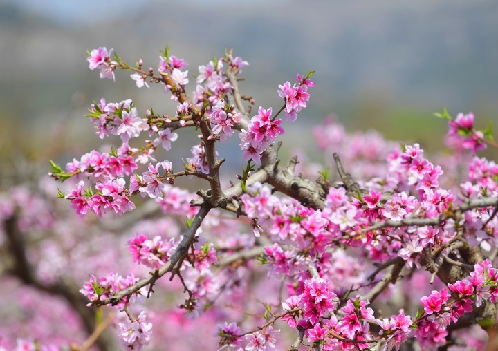 满树粉黛迷人眼，济南现实版“桃花源”等你来打卡