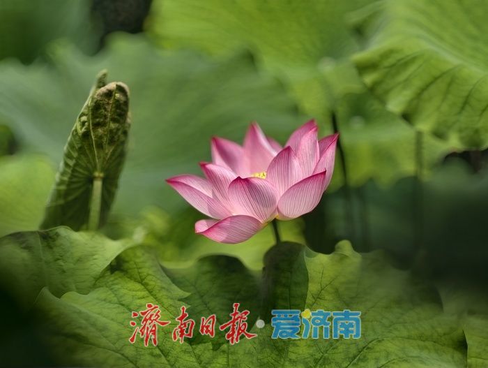 一年四季 泉在济南丨荷风送香满泉城，泉城公园荷花进入最佳观赏期