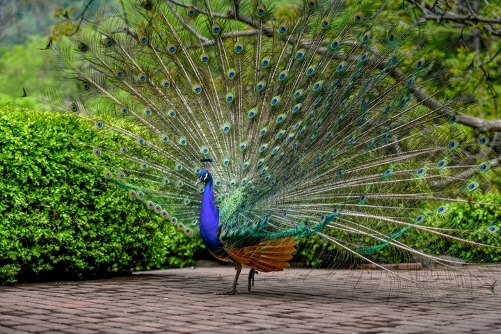 8月1日至8月31日红叶谷景区免费入园啦