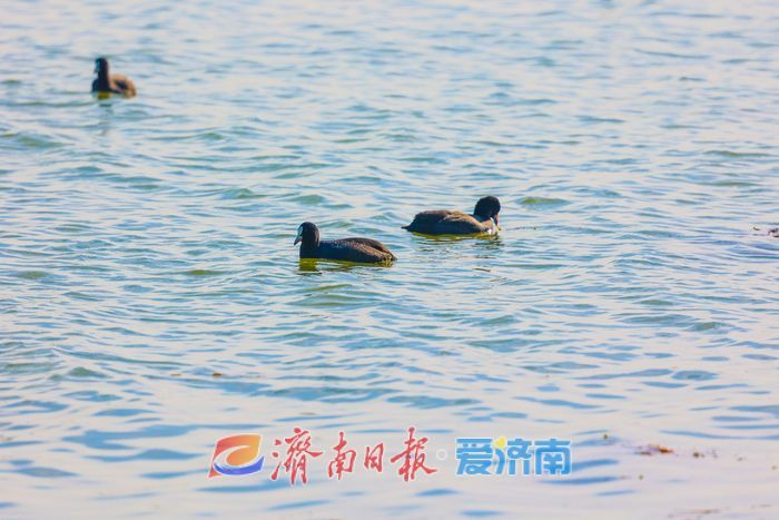 罕见！章丘白云湖首次迎来白化白骨顶