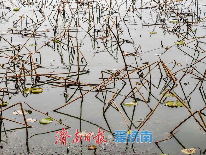 一年四季 泉在济南丨残荷新柳相映，大明湖春意正浓