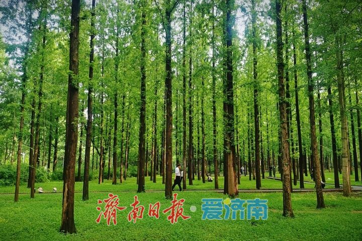 一年四季 泉在济南丨邂逅初秋！泉城公园水杉林氛围感拉满