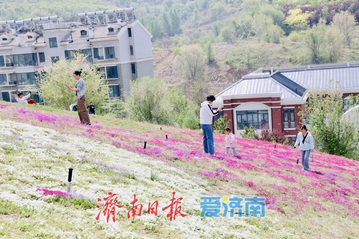 牧牛山福禄考进入盛花期 五彩花毯醉春光