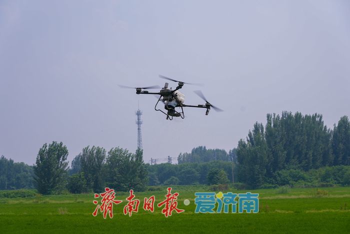 无人机上阵！稻田施肥跑出“科技加速度”