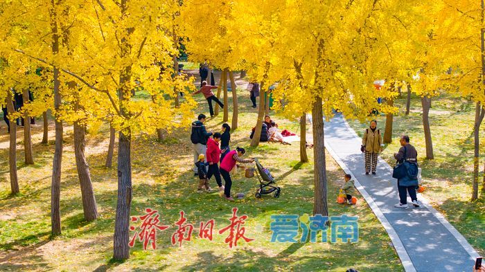 森林公园秋色如画 金黄银杏与巨型白蜡树引客来