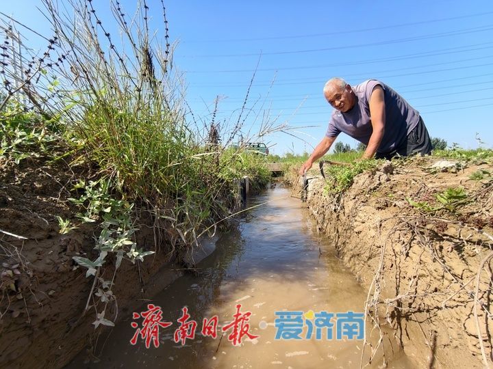 黄河岸边稻浪飘香 黄河水润田助丰产