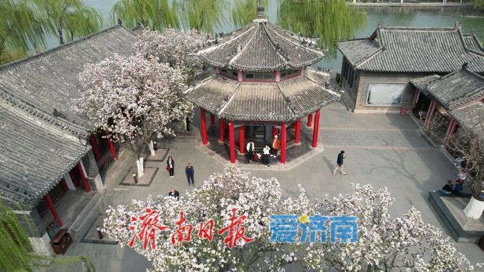 打卡泉城C位春色 历下亭海棠花迎来最佳观赏期
