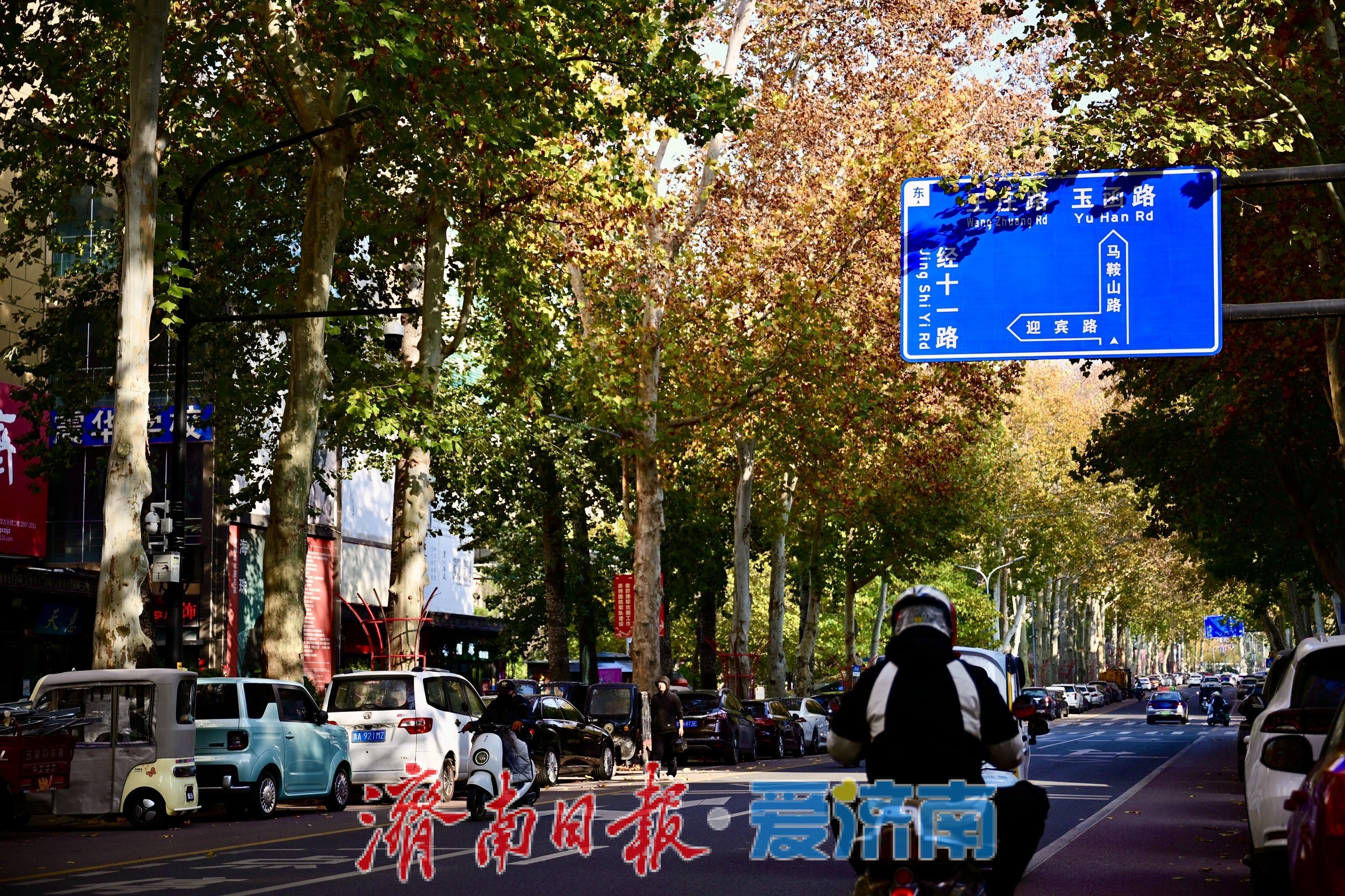 马鞍山路梧桐披“渐变彩裳”，秋末冬初诗意浓