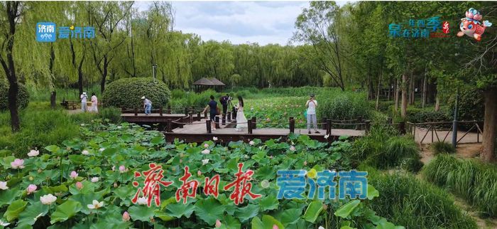不花一分钱！济南这些绝美赏荷地，错过等一年！