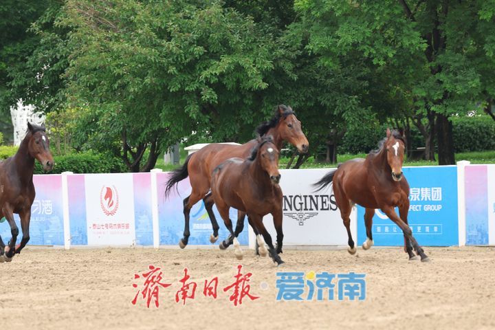 泉在济南 一马当先 山东省马术队在济组建