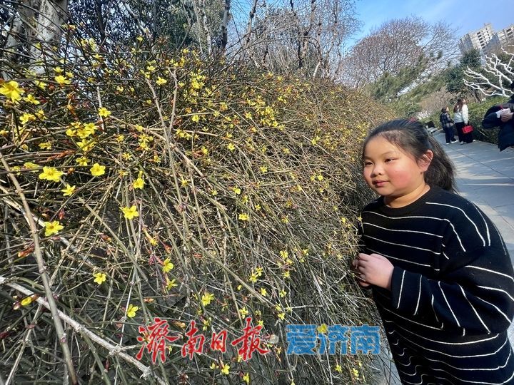 迎春花开，垂柳吐绿 春天气息挡不住了