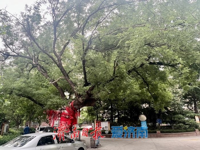 古槐做证：65部电梯托起的民生答卷 济南市伟东新都一区“国补换梯”攻坚纪实