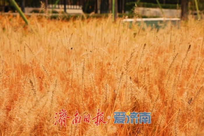 一年四季 泉在济南丨秋染彩林绘就正丰路公园五彩画卷