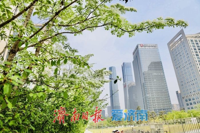 济南绸带公园流苏盛放 泉城CBD添春日浪漫