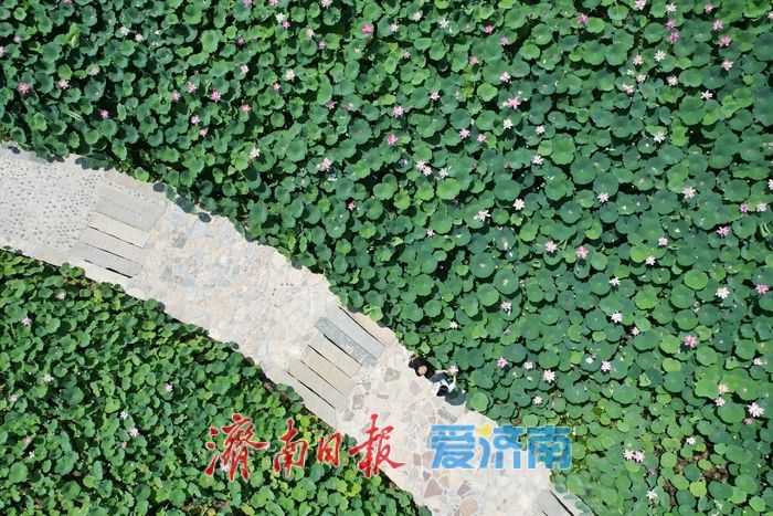 一年四季 泉在济南丨“小江南”荷风送香 夏日赏荷正当时