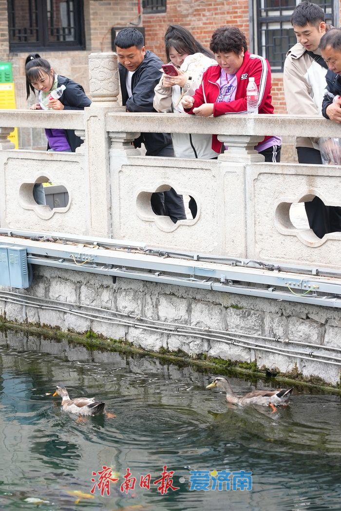 一年四季 泉在济南｜泉涌鱼游花相伴！雨后王府池子焕新姿